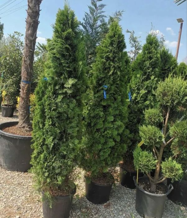 Alege cele mai frumoase plante pentru gradina ta