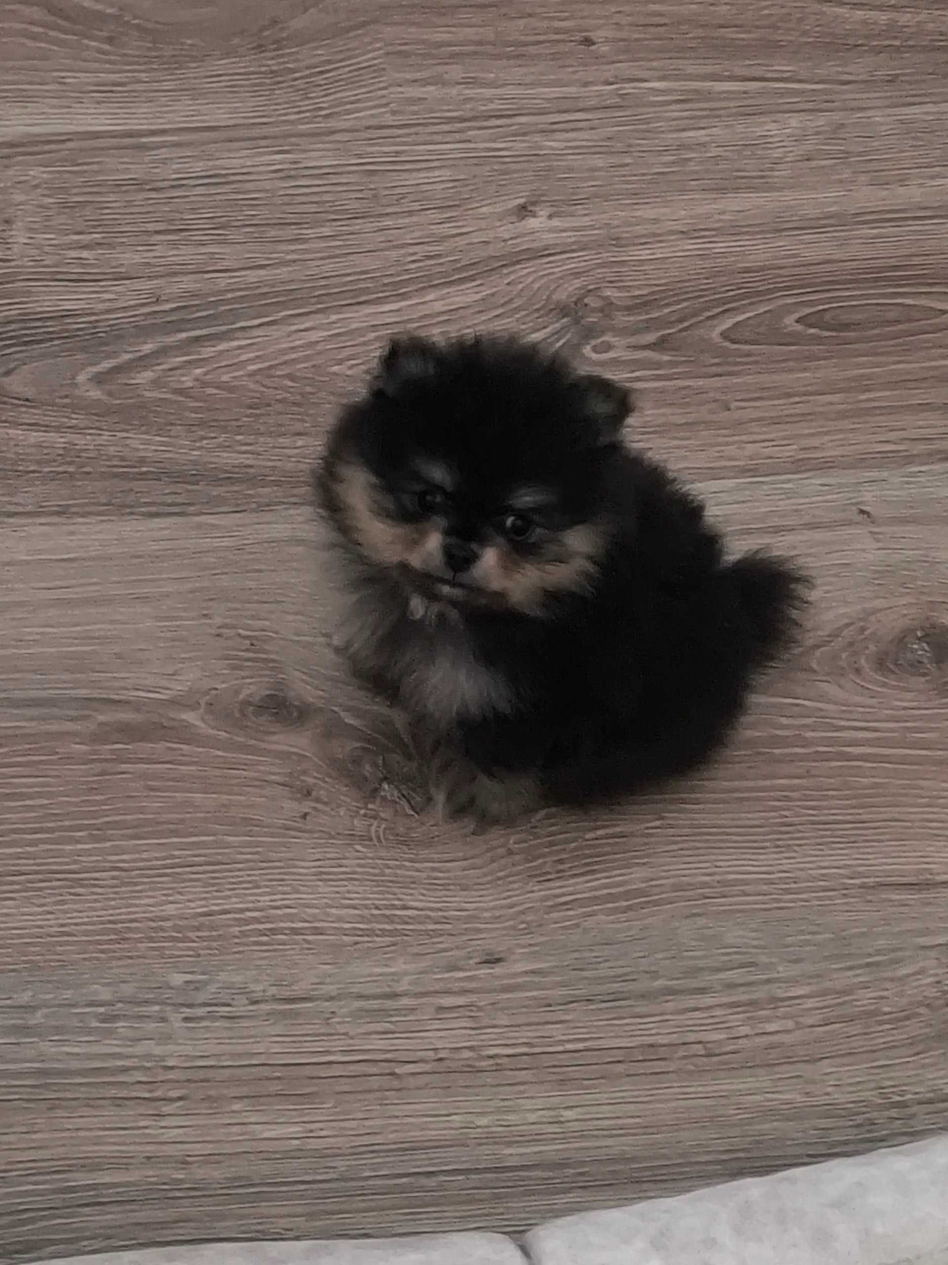 Продаётся мальчик миник