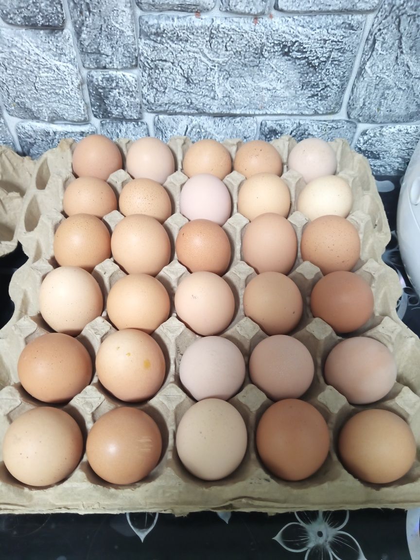 Продам домашнее куриное яйцо