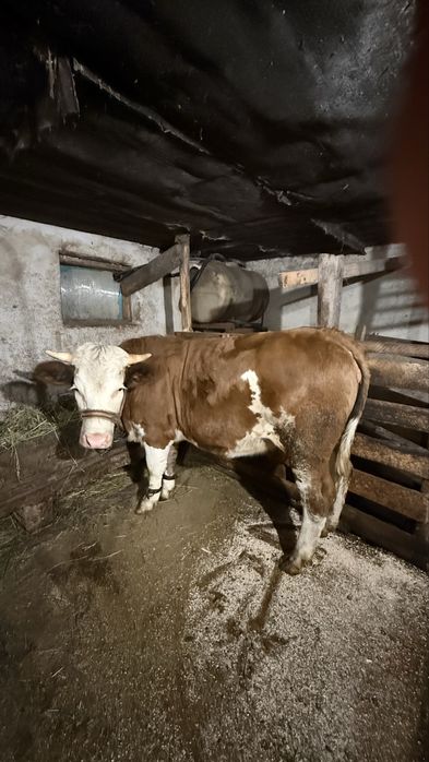 Junica gestanta in 5 luni