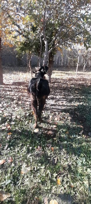 Gunojin sotladi soglom