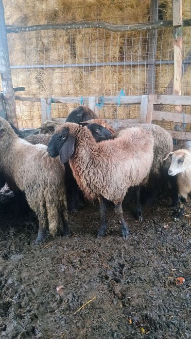 vând 5 miele și un berbec