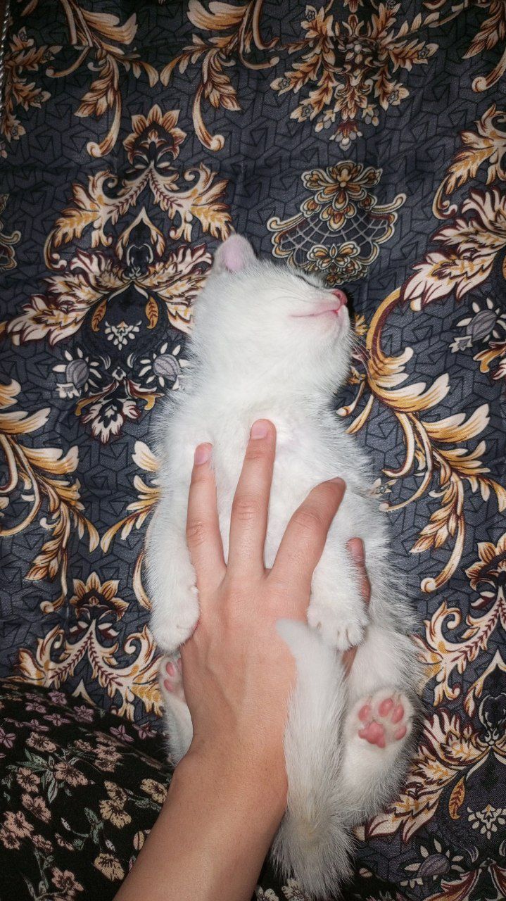 Кошка скотиш страйт 2 мальчики