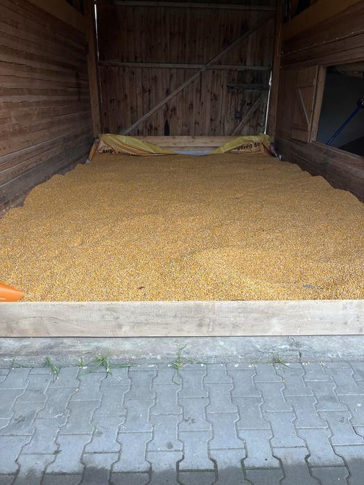 Porumb de vanzare productie 2025