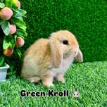 KARLIK QUYONLAR . Карликовый кролик