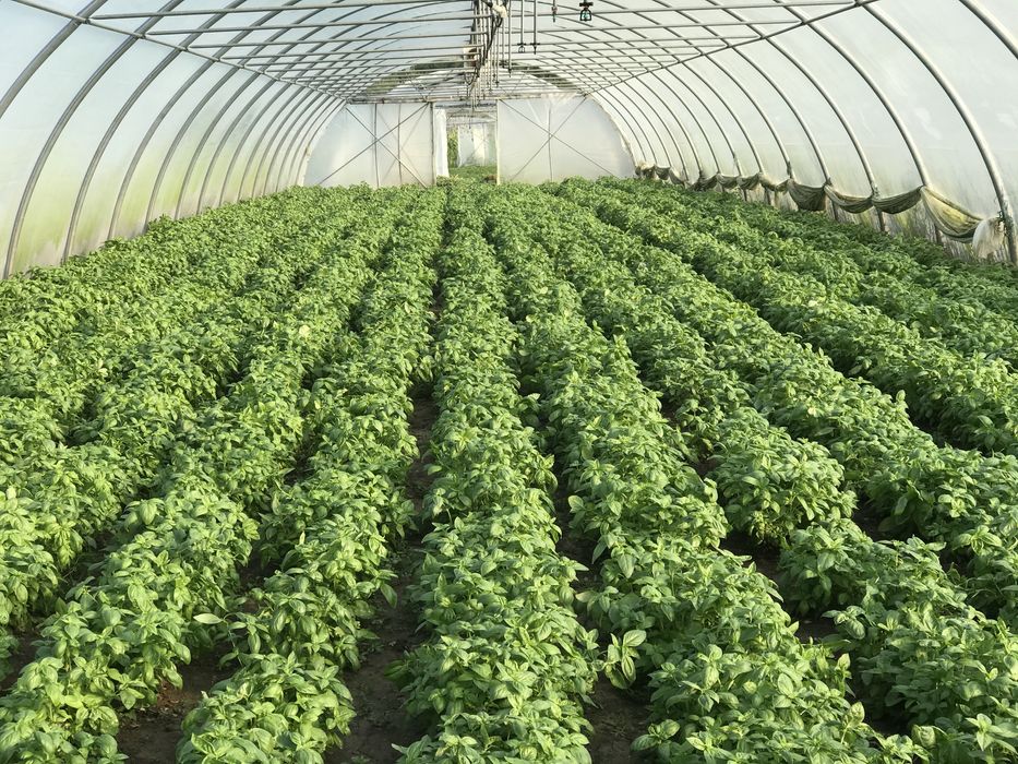 Sere , solarii , arcade