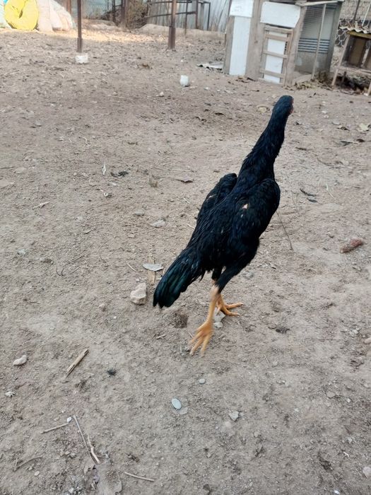 Dakan joja pari toza va tiniq 8 oylik