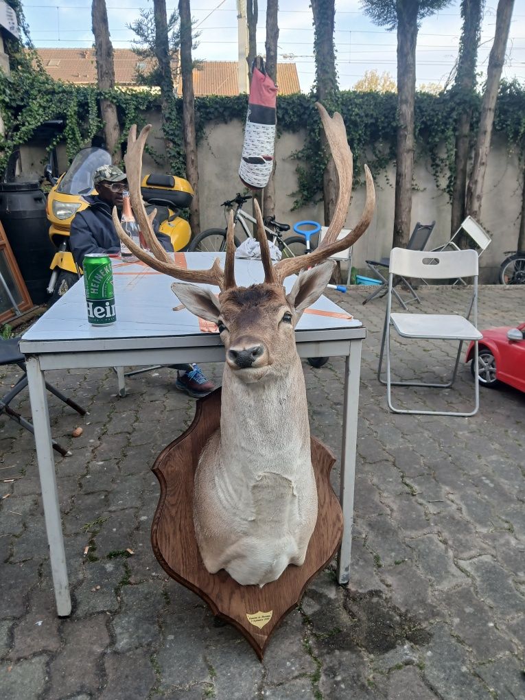Trofeu naturalizat