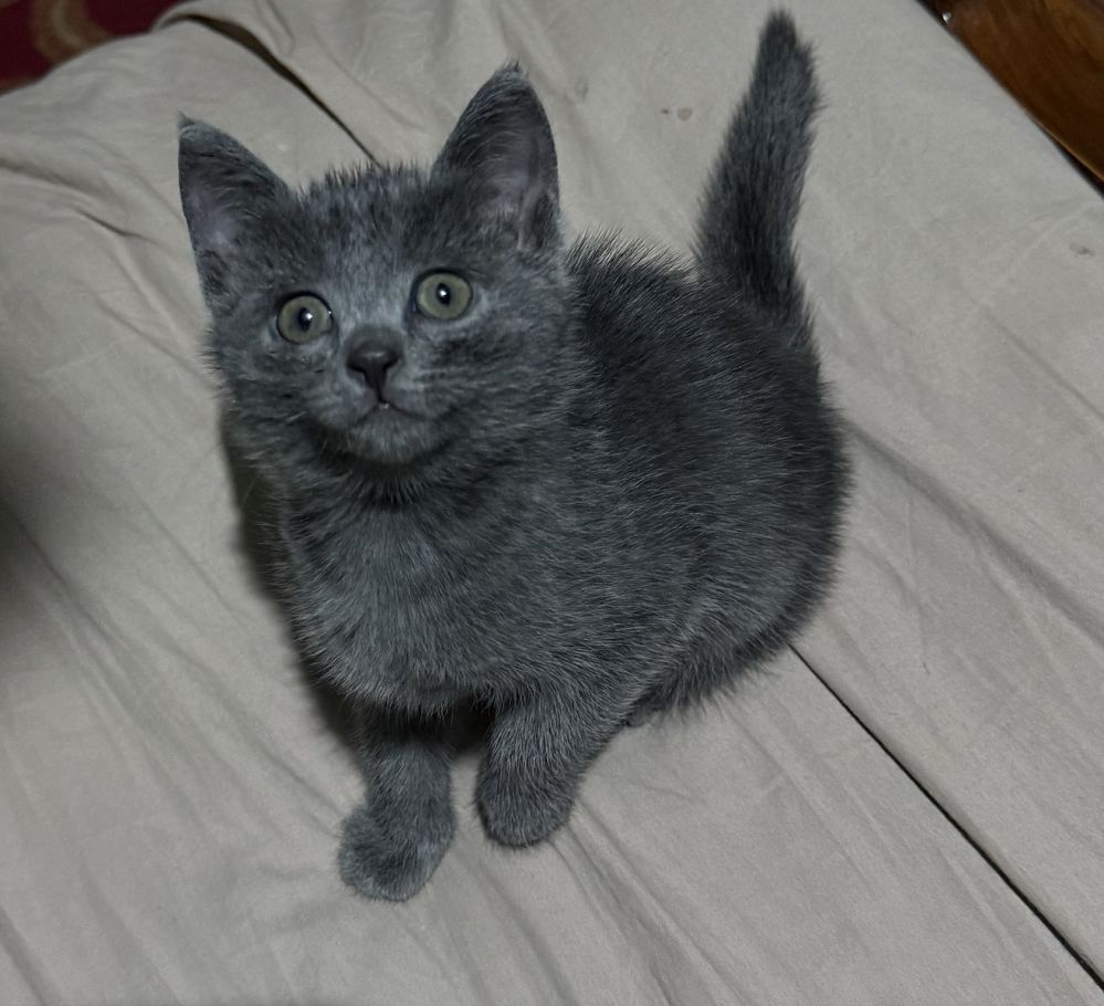 котятам 2 месяца кушают самостоятельно