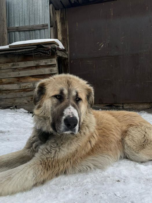 Жақсы төбет ит сатамын