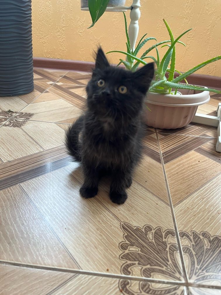 Ищет дом котёнок - девочка