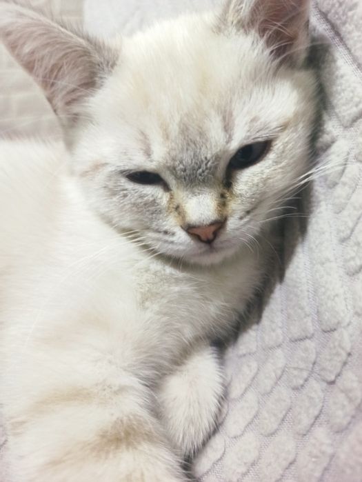 Британская кошка четырех месячная