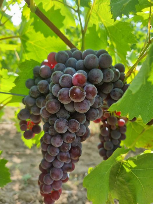 Struguri de vanzare, plantatie proprie