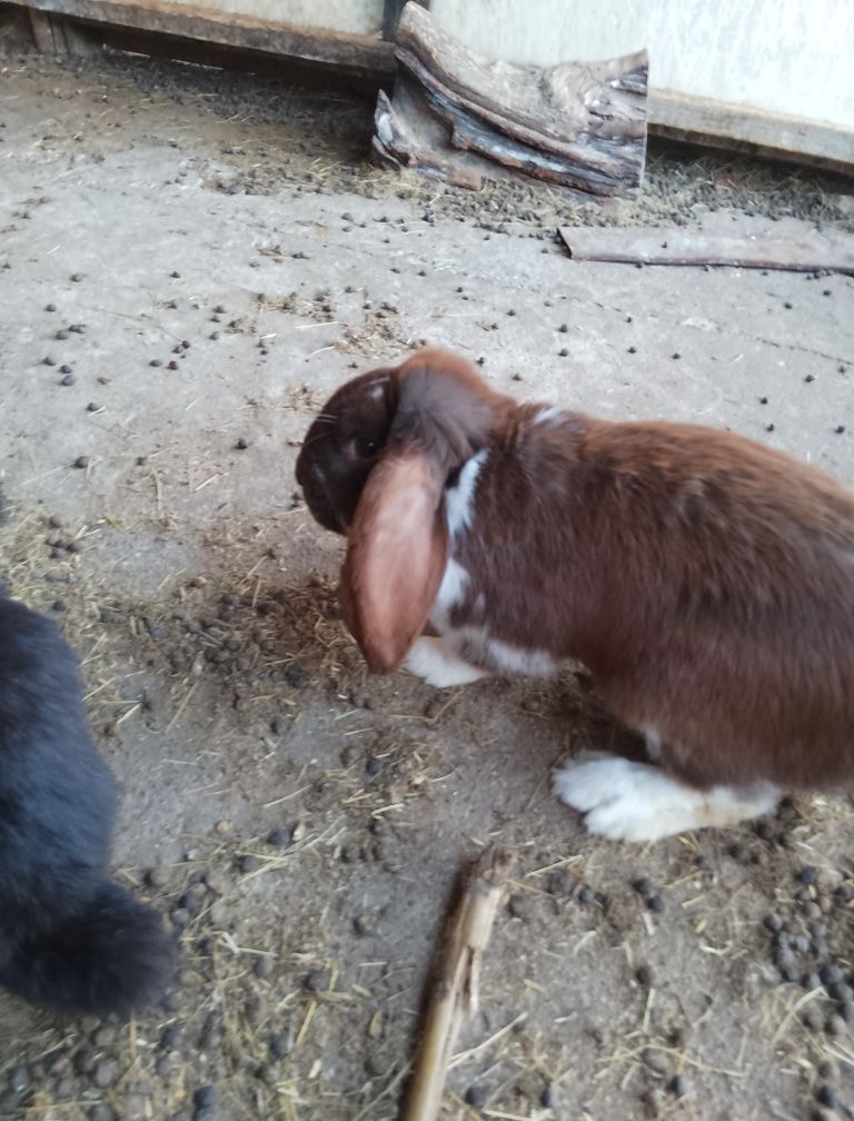 URGENT French Lop