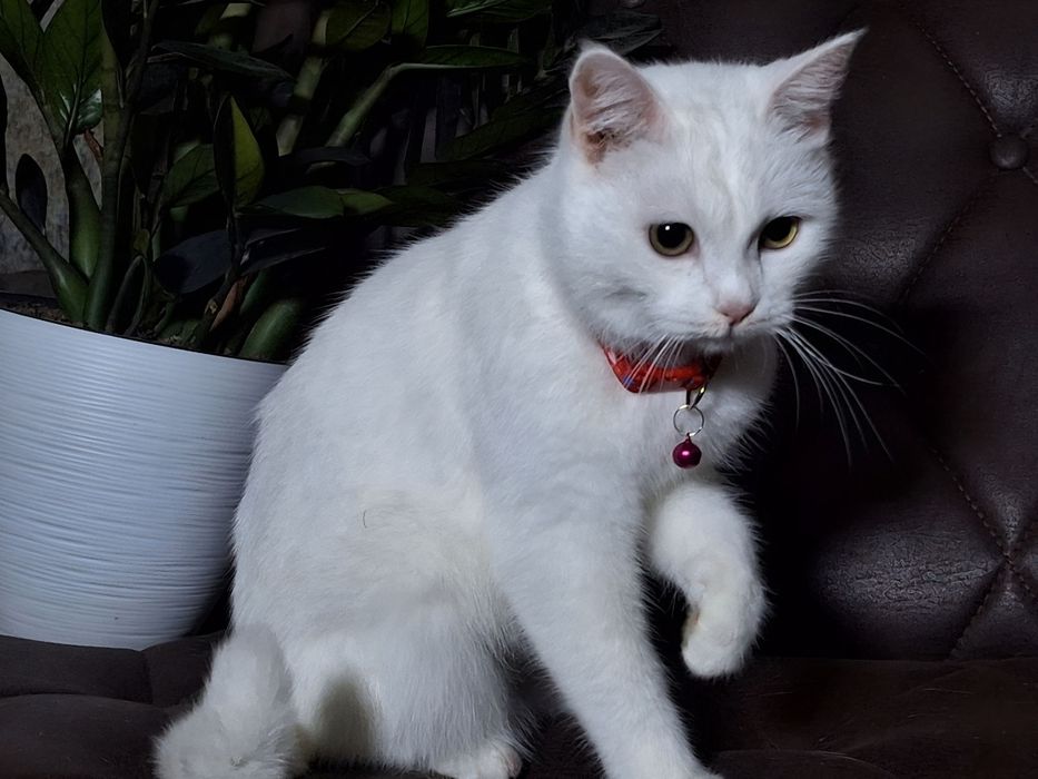 Подари Адэль семью