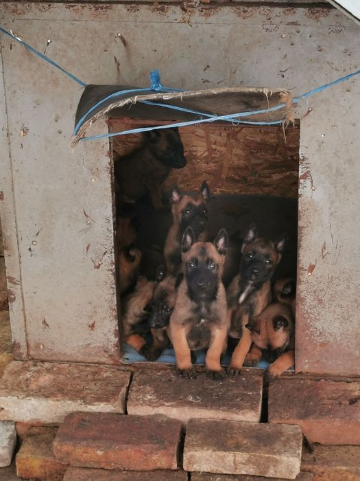 Белгийски овчарки малиноа