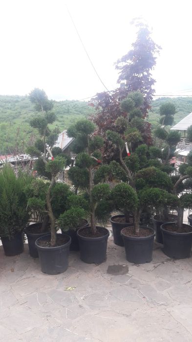 Tuia brazi spirale pon pon cedrus Danica magnolia prunus și multe alte