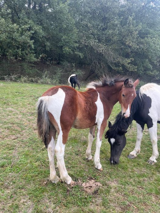 Vând 2 manji armăsari tarcati și o manza tarcată