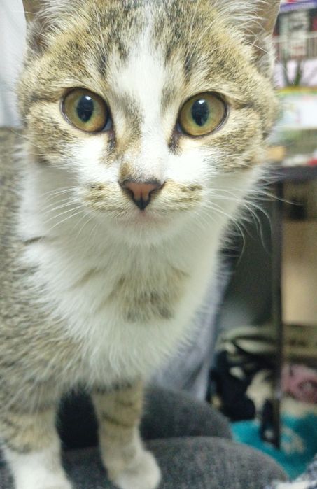 Отдам котёнка в добрые руки