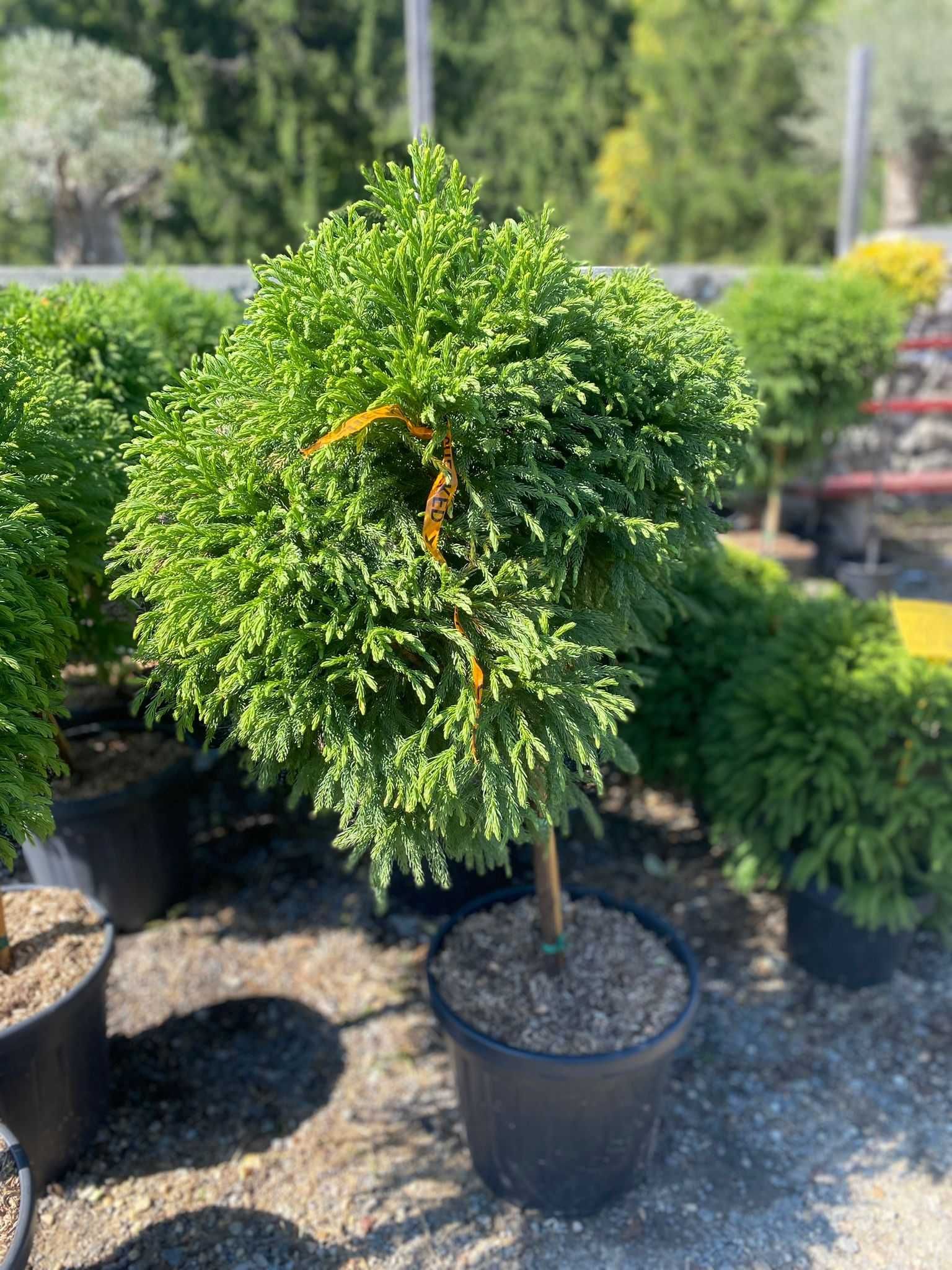 Selecție variată de plante ornamentale – Calitate superioară garantată