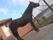 Disponibil animal-cal