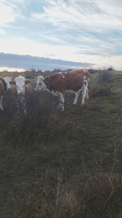 Juninci               .