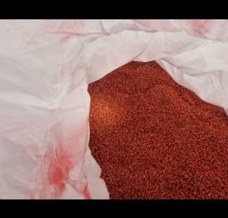 Samanta de grau C1 Glosa