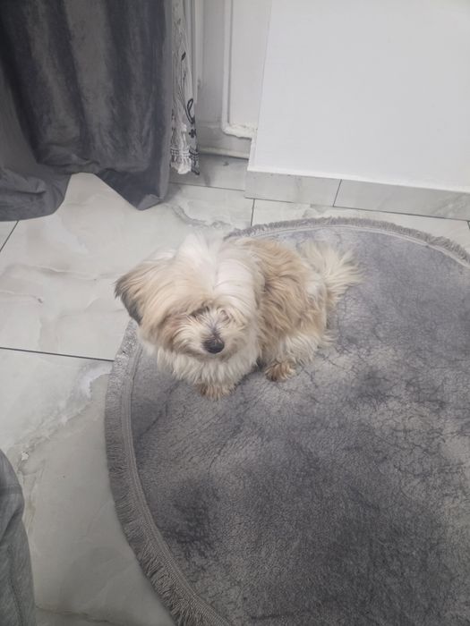 Bichon Havanez , Rasa Pura , Mai este doar un mascul. .