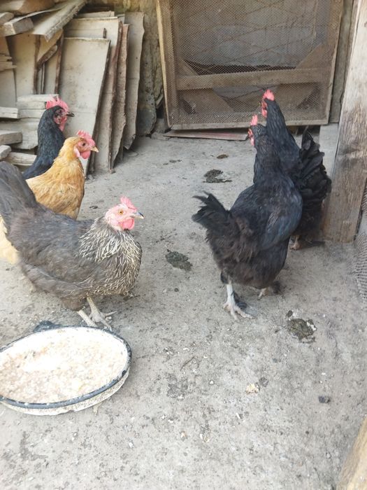 Продаются домашние куры