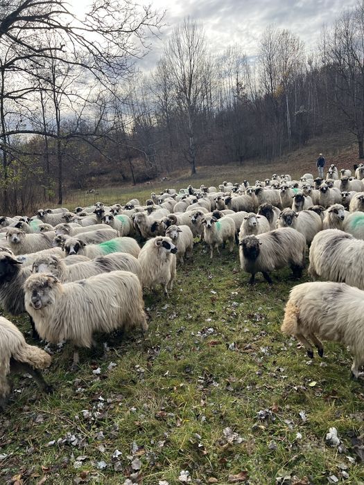 Oiide vanzare 200 capete