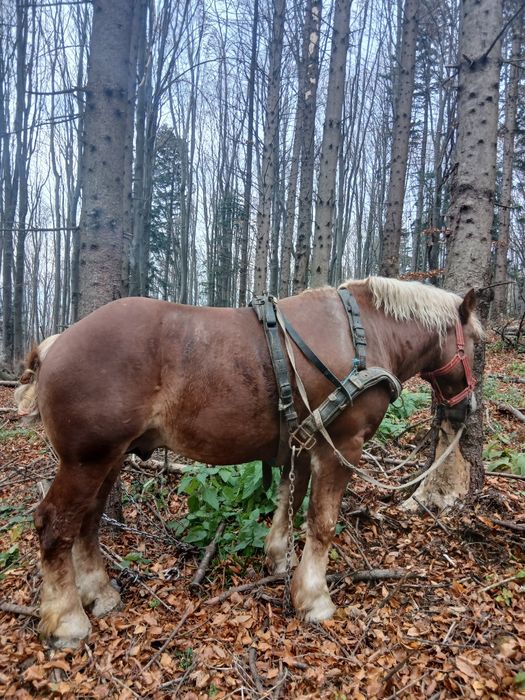 De vânzare mânz de 2.5 ani învățat la padure