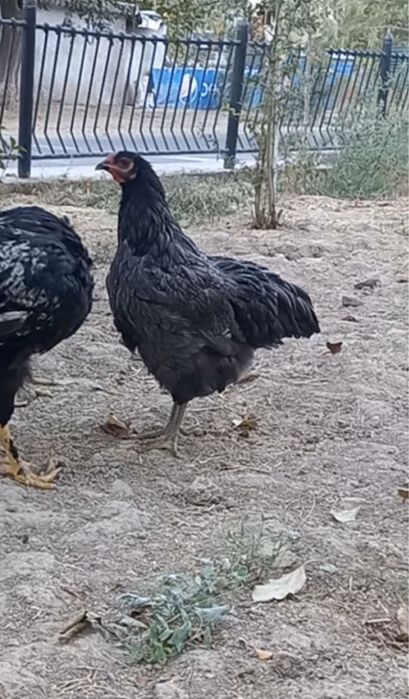 3ta Jersi yahshi zor boqilgan