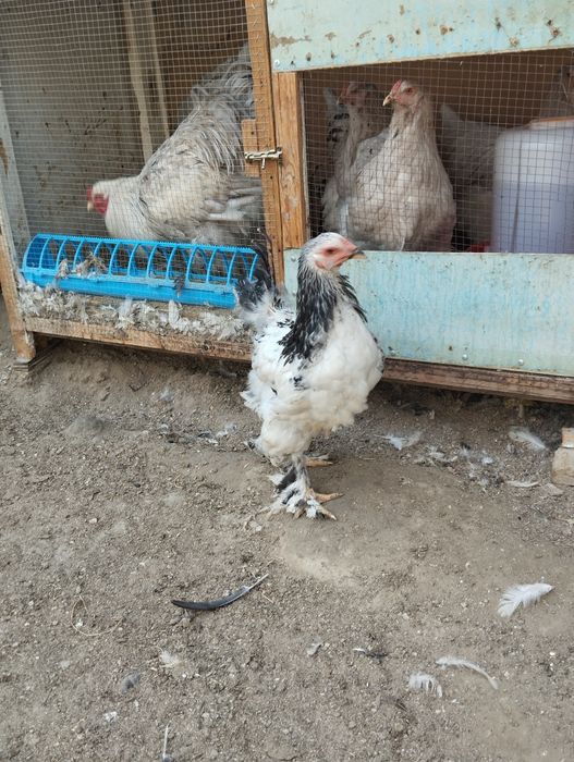 Светлый  палевый жужжала сотилади