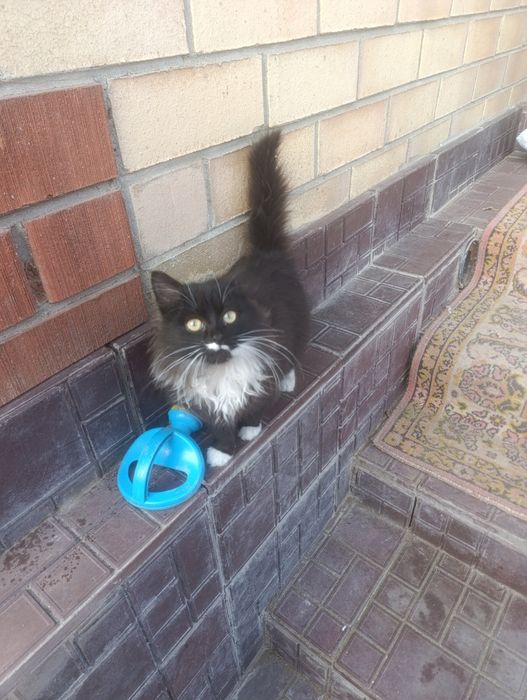 Мейн Кун котенок