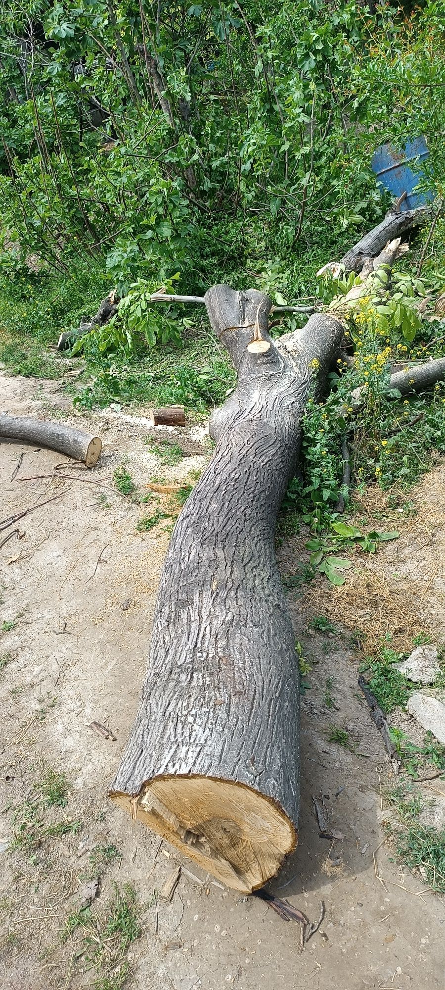 Yong'oq daraxti sotiladi