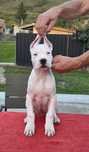 Dogo argentino/Dog argentinian