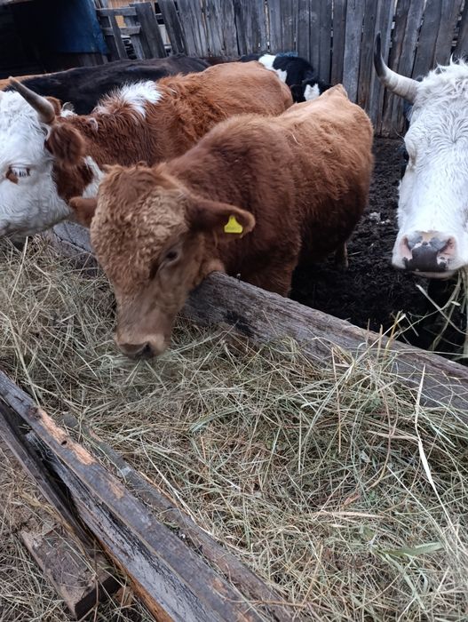 Продам срочно бычка