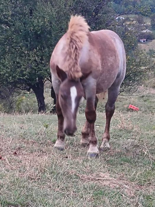 Mânză în vârstă de 7 luni