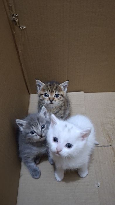 Отдам котят в добрые руки, БЕСПЛАТНО