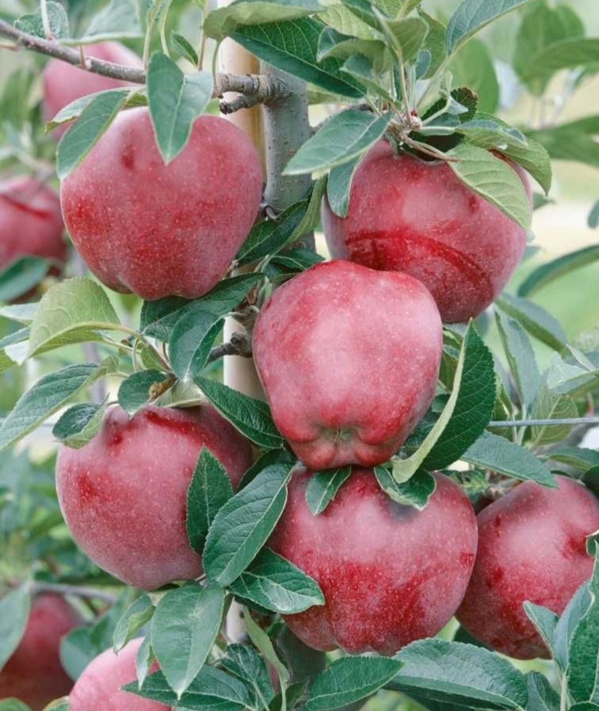 Продам САЖЕНЦЫ плодовых деревьев