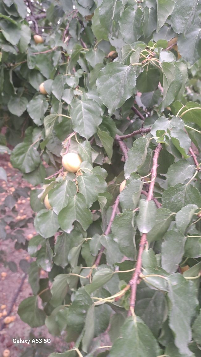 Орик абрикос өрік