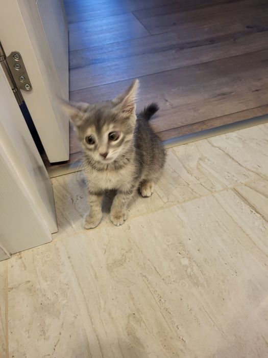 Подарява се женско коте.