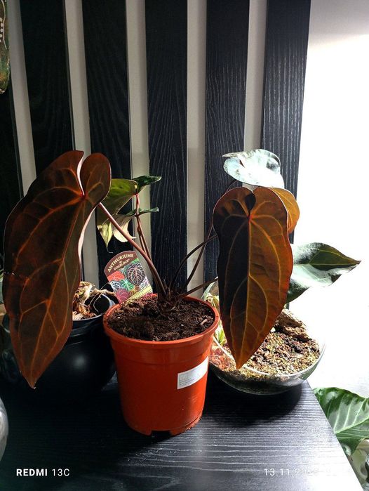 Антуриум гибрид дарк и хэндсом