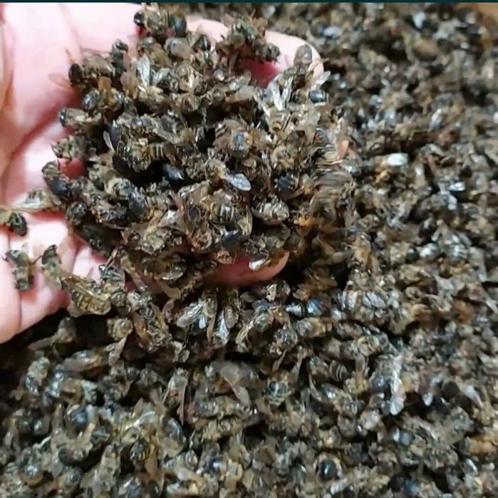 ПОДМОР пчелиный, жирный сбор осени 2025