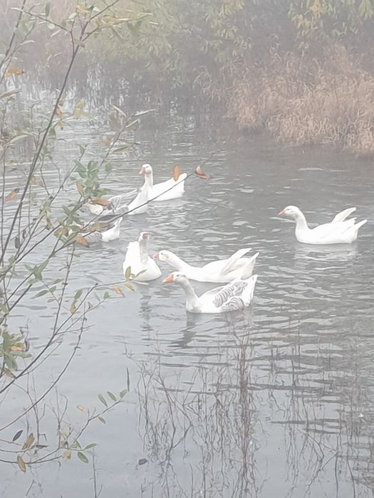 Vand gâste foarte frumoase