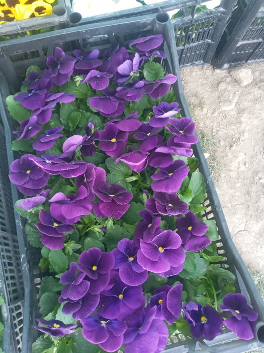 Viola hilmahil ranglardagi gullar