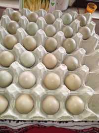 Vând oua de fazan comun