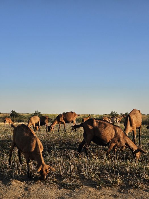Disponibile 2 capre de vanzare si un tapisor de asta primăvară