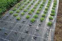 200 m² Folie Antiburuieni (AGROTEXTIL) Densitate 100 g/m²