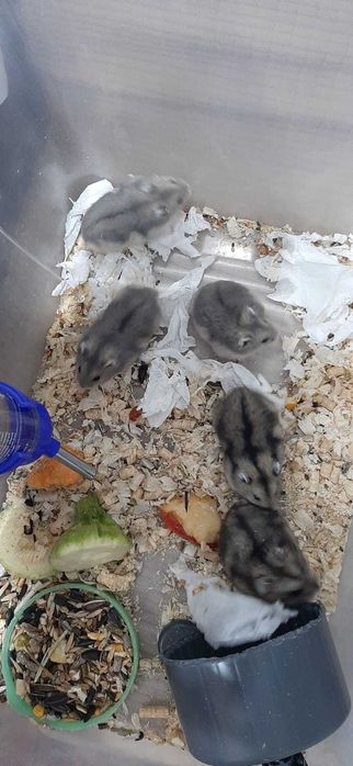 Джунгарские хомяки